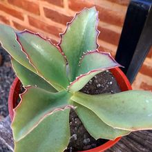 A photo of Kalanchoe synsepala  
