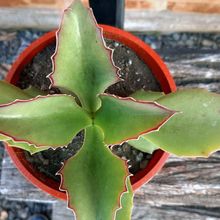 A photo of Kalanchoe synsepala  