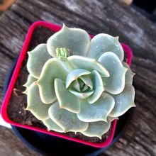 A photo of Echeveria Lola (Echeveria lilacina x Echeveria Tippy) (HIBRIDO)
