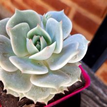 A photo of Echeveria Lola (Echeveria lilacina x Echeveria Tippy) (HIBRIDO)