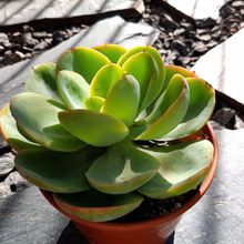 Una foto de Echeveria Peach Pride (HIBRIDO)