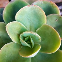 Una foto de Echeveria Peach Pride (HIBRIDO)