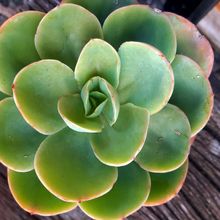 Una foto de Echeveria Peach Pride (HIBRIDO)