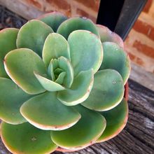 Una foto de Echeveria Peach Pride (HIBRIDO)