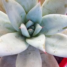 A photo of Echeveria colorata cv. Mexican giant