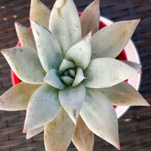 A photo of Echeveria colorata cv. Mexican giant