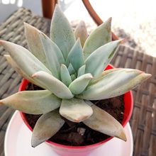 A photo of Echeveria colorata cv. Mexican giant