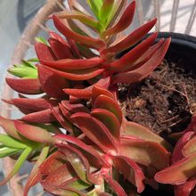 A photo of Crassula capitella cv. Campfire