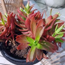 A photo of Crassula capitella cv. Campfire