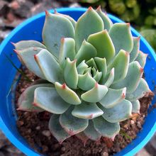 Una foto de Echeveria Kirov (HIBRIDO)