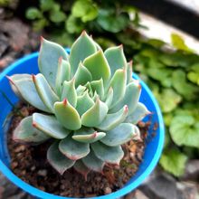 Una foto de Echeveria Kirov (HIBRIDO)