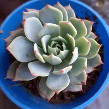 Una foto de Echeveria Kirov (HIBRIDO)