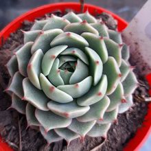 Una foto de Echeveria Ben Badis (E. purpusorum x E. derenbergii)(HIBRIDO)
