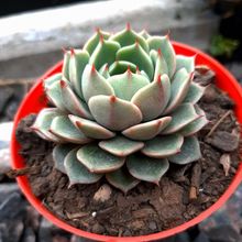 Una foto de Echeveria Ben Badis (E. purpusorum x E. derenbergii)(HIBRIDO)