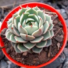 Una foto de Echeveria Ben Badis (E. purpusorum x E. derenbergii)(HIBRIDO)