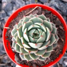 Una foto de Echeveria Ben Badis (E. purpusorum x E. derenbergii)(HIBRIDO)