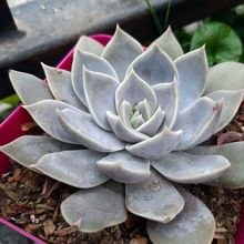 Una foto de Echeveria Ceniza (Echeveria diffractens x E. spec.)(HIBRIDO)