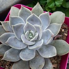 Una foto de Echeveria Ceniza (Echeveria diffractens x E. spec.)(HIBRIDO)
