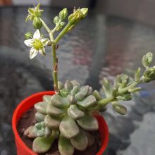 Una foto de Graptopetalum mendozae  