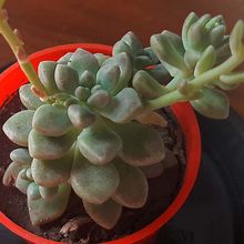 Una foto de Graptopetalum mendozae  