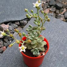 Una foto de Graptopetalum mendozae  