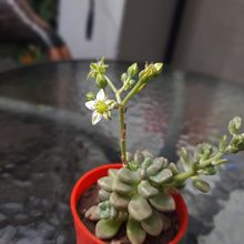 Una foto de Graptopetalum mendozae  