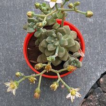 Una foto de Graptopetalum mendozae  