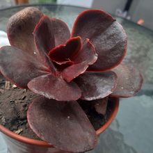 A photo of Echeveria Mahogany Rose ( E. fimbriata x E. sp.) (HIBRIDO)