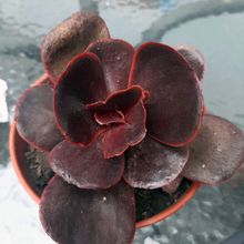A photo of Echeveria Mahogany Rose ( E. fimbriata x E. sp.) (HIBRIDO)