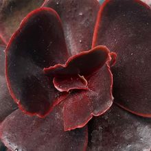 A photo of Echeveria Mahogany Rose ( E. fimbriata x E. sp.) (HIBRIDO)