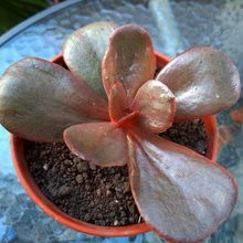 A photo of Echeveria Mahogany Rose ( E. fimbriata x E. sp.) (HIBRIDO)