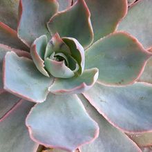A photo of Echeveria Morning Light (Echeveria cante x E. shaviana) (HIBRIDO)
