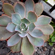 A photo of Echeveria Morning Light (Echeveria cante x E. shaviana) (HIBRIDO)
