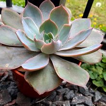 A photo of Echeveria Morning Light (Echeveria cante x E. shaviana) (HIBRIDO)
