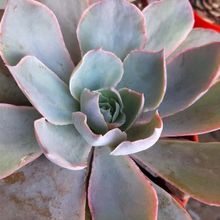 A photo of Echeveria Morning Light (Echeveria cante x E. shaviana) (HIBRIDO)