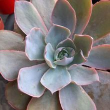 A photo of Echeveria Morning Light (Echeveria cante x E. shaviana) (HIBRIDO)