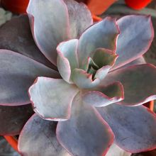 A photo of Echeveria Afterglow (Echeveria cante x E. shaviana) (HIBRIDO)