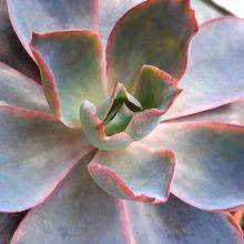 A photo of Echeveria Afterglow (Echeveria cante x E. shaviana) (HIBRIDO)