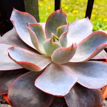 A photo of Echeveria Afterglow (Echeveria cante x E. shaviana) (HIBRIDO)