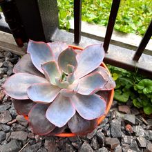 A photo of Echeveria Afterglow (Echeveria cante x E. shaviana) (HIBRIDO)