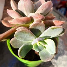 A photo of Cremneria x mutabilis