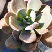 A photo of Cremneria x mutabilis