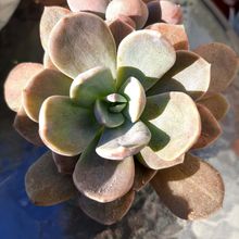 A photo of Cremneria x mutabilis