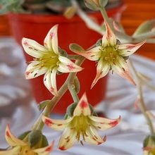 Una foto de Graptoveria Margarete Reppin (Graptopetalum filiferum x Graptoveria Titubans) (HIBRIDO)