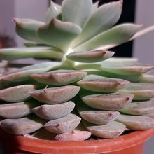 Una foto de Graptoveria Margarete Reppin (Graptopetalum filiferum x Graptoveria Titubans) (HIBRIDO)