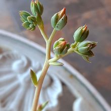 Una foto de Graptoveria Margarete Reppin (Graptopetalum filiferum x Graptoveria Titubans) (HIBRIDO)