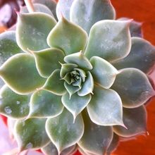 Una foto de Graptoveria Margarete Reppin (Graptopetalum filiferum x Graptoveria Titubans) (HIBRIDO)