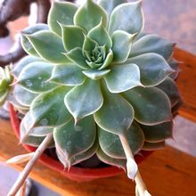 Una foto de Graptoveria Margarete Reppin (Graptopetalum filiferum x Graptoveria Titubans) (HIBRIDO)