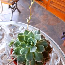 Una foto de Graptoveria Margarete Reppin (Graptopetalum filiferum x Graptoveria Titubans) (HIBRIDO)