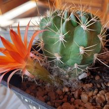 Photo of a cactus currently being identified